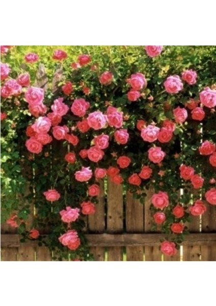 5 Adet Pembe Sarmaşık Gül Tohumu