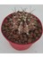 Gymnocalycium Mihanovichii 8.5 cm Saksı-Ref Sks U 88/ü80-G 1