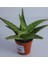 Aloe Vitro Ithal Sukulent 5.5 Saksıda 1