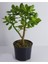 Bonsai Crassula Ovata Para Ağacı Yeşim 10CM Saksıda Büyük Boy 1