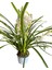 Cymbidium Simbidyum Orkide 60-65 cm Çok Dallı Bitki pembe 2