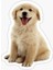 Golden Yavrusu Köpek Sticker Araba Oto Yapıştırması 17CM A2 1