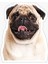 Pug Irkı Cinsi Köpek Sticker Araba Oto Yapıştırması 17CM F3 1