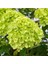 Açıl Yeşil Ortanca Çiçeği Tohumu-10 15 Adet 1