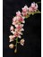 Soft Pembe Orkide Çiçeği Tohumu 10 15 Adet 1