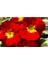 Kırmızı Renkli Çuha Çiçeği Tohumu 10 15 Adet 1