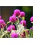 Pembe Medine Çiçeği (Hanım Düğmesi) Çiçek Tohumu 10 15 Adet 1