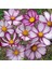 10 15 Adet Pembe Kenarlı Cosmos Deniz Kabuğu Çiçek Tohumu 1