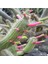 Cleistocactus Smaragdiflorus Kaktüs Tohumu 1