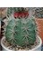 Melocactus Salvadorensis Kaktüs Tohumu 1
