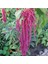 Amaranthus Caudatus 'red Garnet' Çiçek Tohumu 1
