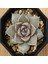 Echeveria Tobarensis Sukulent Tohumu 1