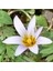 Romulea Nivalis Çiçek Tohumu 1