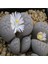 Lithops Marmorata Sukulent Tohumu 1