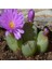Conophytum Antonii Sukulent Tohumu 1