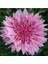Centaurea Cyanus Pink Çiçek Tohumu 1