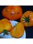 Orlov's Yellow Giant Domates Tohumu 1