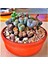 Lithops Taş Çiçek Tohumu 15 Adet 1
