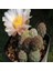 Tephrocactus Geometricu Kaktüs Tohumu 1