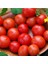 Riesentraube Domates Tohumu 1