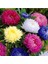 Aster Papatyası (Ponpon Papatya) Tohumu 10 12 Adet 1