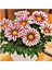 Gazania Çiçek Tohumu 5 Adet 1