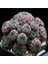 Sulcorebutia Rauschii Kaktüs Tohumu 1