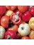 10 Adet Paprika Çok Renkli Biber Tohumu 1