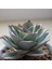 Echeveria Subrigida Pinal De Amoles Sukulent Tohumu 1