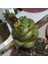 Crassula Columnaris Sukulent Tohumu 1