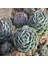 Echeveria Derenbergii Sukulent Tohumu 1