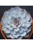 Echeveria Lilacina Sukulent Tohumu 1