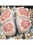 Lithops Julii ‘kikushogiyoku’ Sukulent Tohumu 1