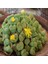 Lithops Bromfieldii Insularis V Sulphurea Sukulent Tohumu 1