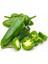 10 Adet Jalapeno Biber Tohumu 1