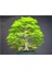 Bodur Japon Redwood Bonzai Ağacı Tohumu 5 Adet Bonsai Ağacı Tohumu 1