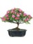 Orkide Bonzai Ağacı Tohumu 5 Adet Bonsai Ağacı Tohumu 1