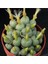 Conophytum Uviforme Sukulent Tohumu 1