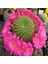 Rebutia Violaciflora Kaktüs Tohumu 1