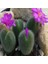 Conophytum Mirabile Sukulent Tohumu 1