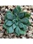 Echeveria Heterosepala Sukulent Tohumu 1