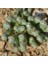 Conophytum Turrigerum Sukulent Tohumu 1