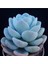 Echeveria Laui Sukulent Tohumu 1