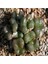 Conophytum Ectypum Sukulent Tohumu 1