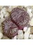 Conophytum Obcordellum Sukulent Tohumu 1