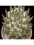 Ariocarpus Retusus Kaktüs Tohumu 1