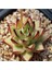 Echeveria Agavoides V Multifida Sukulent Tohumu 1