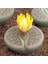 Lithops Pseudotruncatella Sukulent Tohumu 1