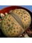 Lithops Fulviceps Sukulent Tohumu 1