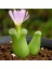 Conophytum Devium Sukulent Tohumu 1